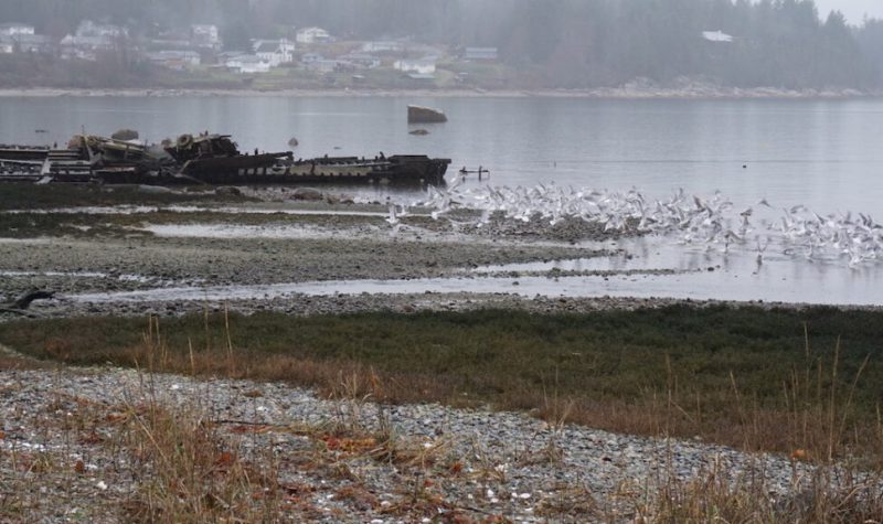 Photo from 2018 bird count - courtesy Cortes Island Museum
