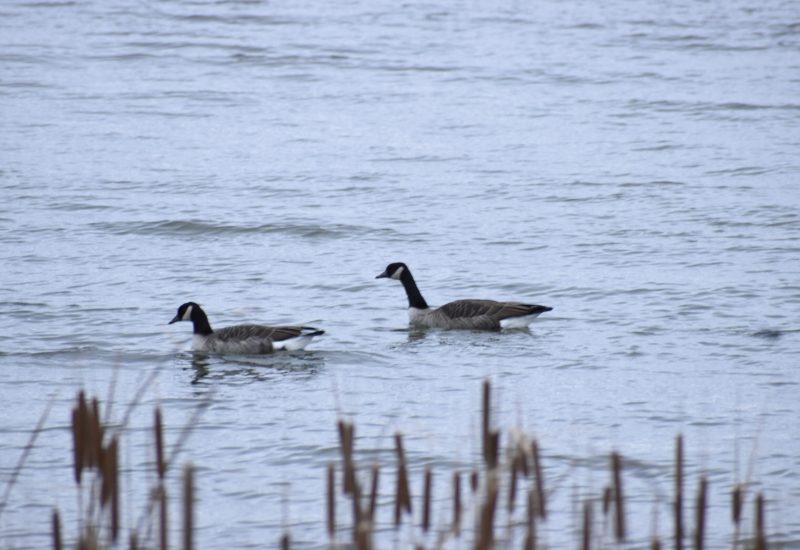 A pair of loons are swimming in a still lake in front of a bush.