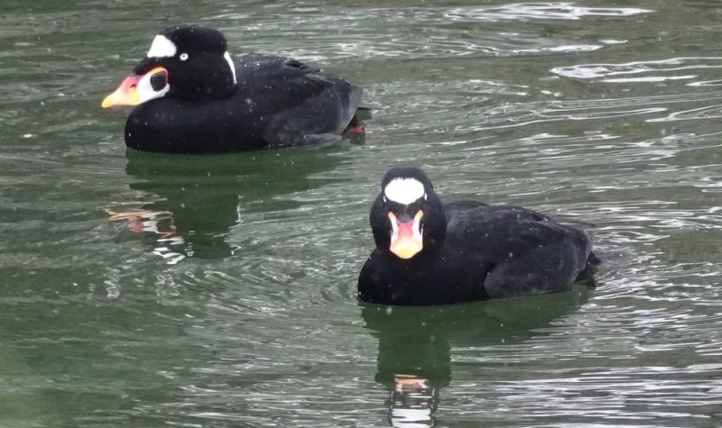 Black and white birds with long multi colored bills float in water.