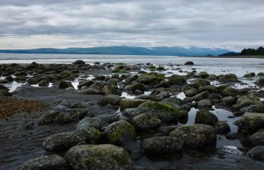 many rocks line the shore of a beach on the island of haida gwaii. the sky is cloudy and the rocks are blanketed in bright green seaweed.