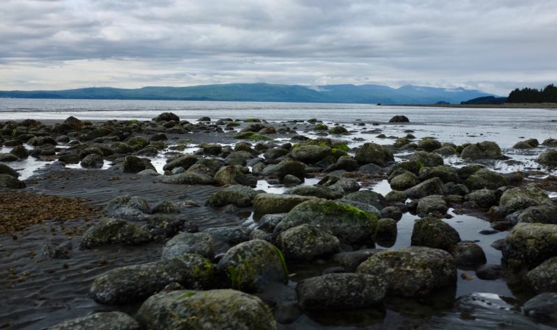 many rocks line the shore of a beach on the island of haida gwaii. the sky is cloudy and the rocks are blanketed in bright green seaweed.