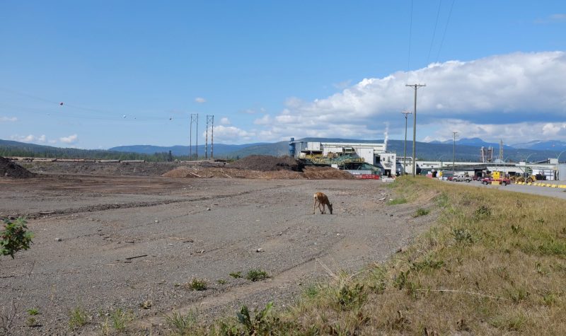 A deer grazes for food in a dusty gravel field with a closed down wood sawmill facility in the background.