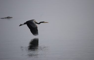 Pacific Great Blue Heron casts a reflection in the water as it flys low.