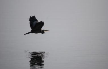 A heron flies over the water, its reflection on the surface below