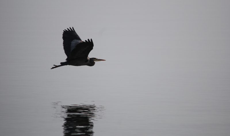 A heron flies over the water, its reflection on the surface below