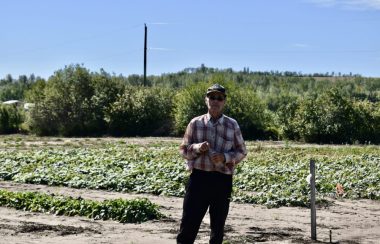 Raymond Bédard devant son jardin de maïs.