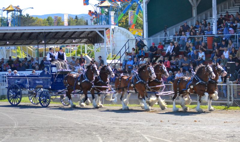 A horse wagon being pulled by a team of horses with fair goers sitting in the grand stand serving as the background.