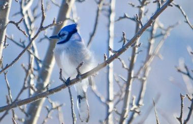 Un geai bleu sur une branche.