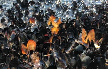 Countless dead mussels are seen at the waterline. They are black and orange in colour.