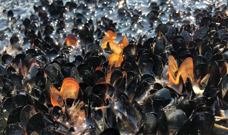 Countless dead mussels are seen at the waterline. They are black and orange in colour.