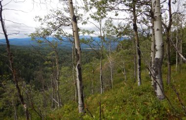 View of Deep Creek facing south in a valley of trees