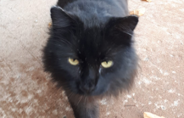 A black cat walks toward the camera