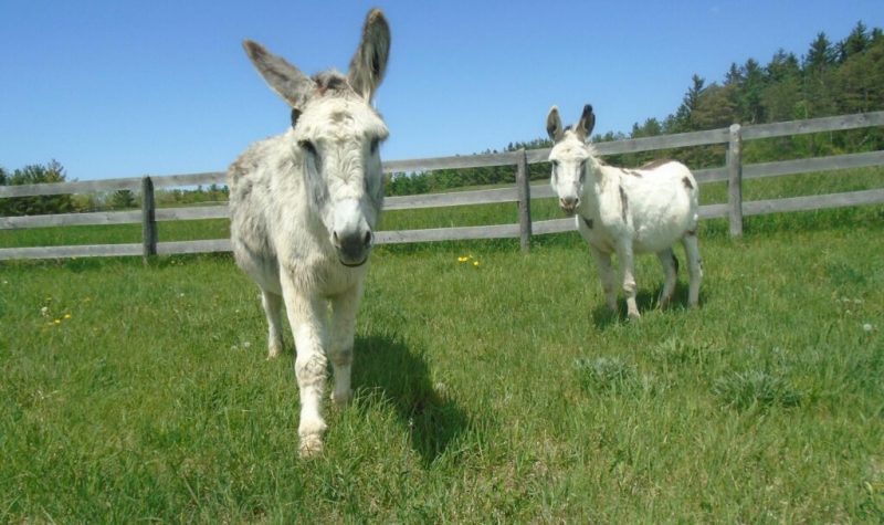 Two white coloured donkeys stroll through a bright, sunny field with green grass and a wooden fence.
