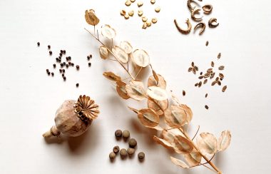 Different shapes and sizes of seeds and seed pods on a white background