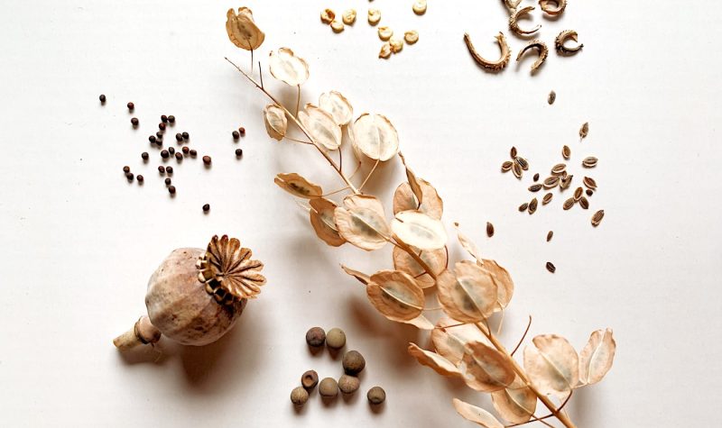 Different shapes and sizes of seeds and seed pods on a white background