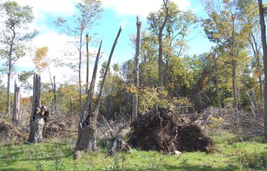 Mature maple trees are shown split, fallen and pulled out of the ground completely during early summer. Two people in the background observe the damage.