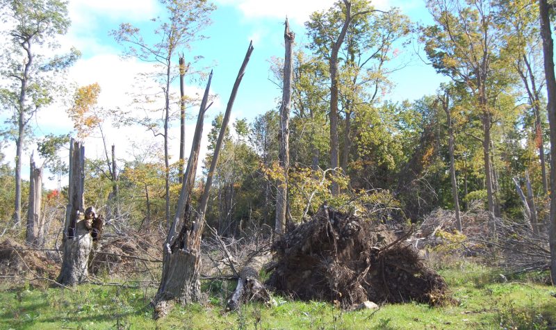 Mature maple trees are shown split, fallen and pulled out of the ground completely during early summer. Two people in the background observe the damage.