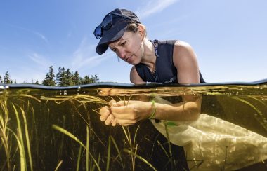A woman looking at eel grass below the surface of the water