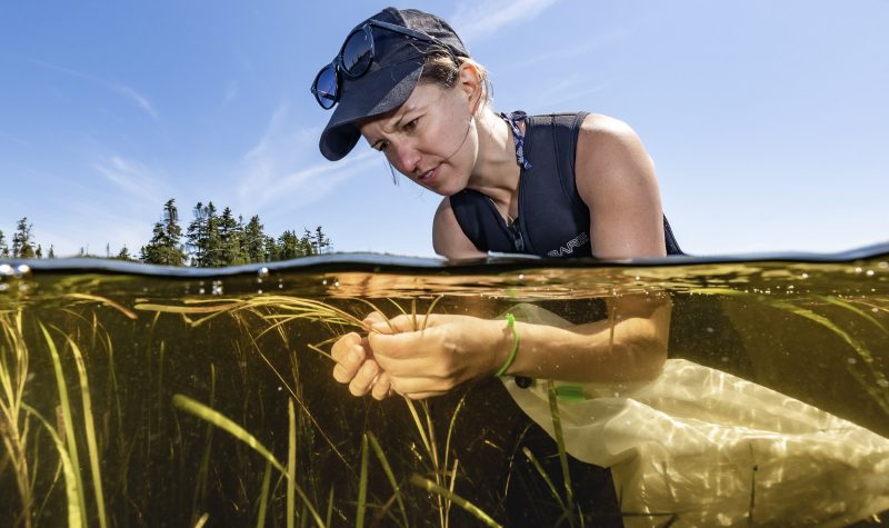 A woman looking at eel grass below the surface of the water
