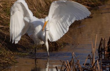 A majestic white bird resembling a heron holds a small fish in its orange beak, wings outstretched, as it stands in shallow brown water among cattail-type vegetation.