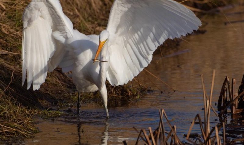 A majestic white bird resembling a heron holds a small fish in its orange beak, wings outstretched, as it stands in shallow brown water among cattail-type vegetation.
