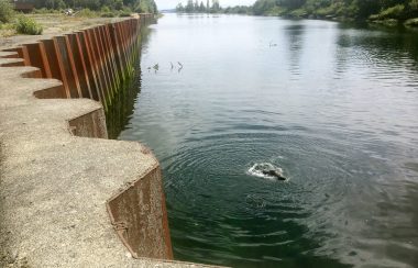 A seal swims next to the former sawmill site in Courtenay, B.C.