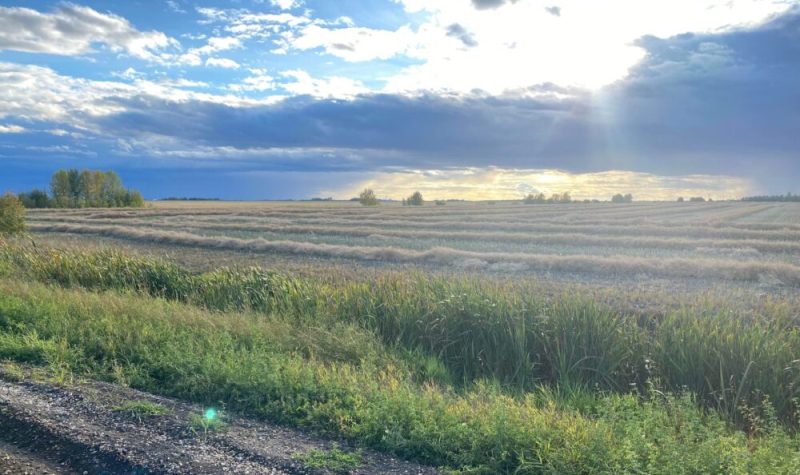 Paysages verts de Falher montrant des champs à perte de vue