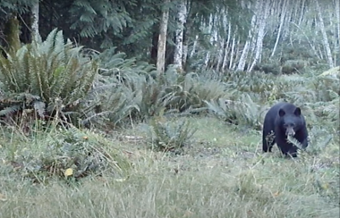A black bear in the woods is captured on a web camera in Cortes.