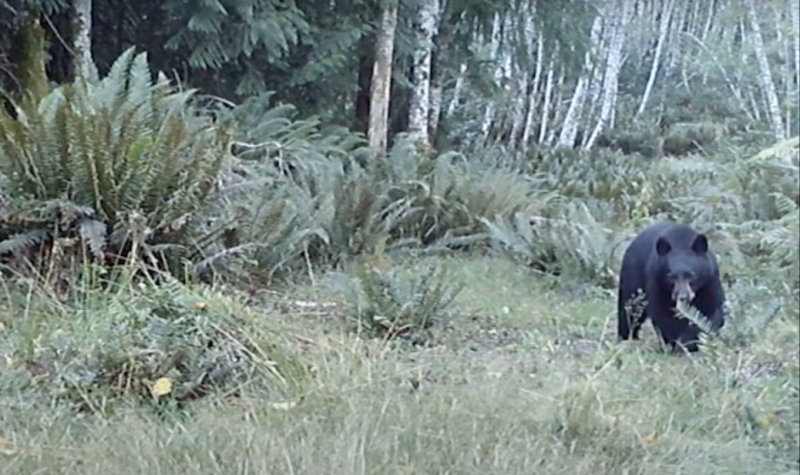 A black bear in the woods is captured on a web camera in Cortes.