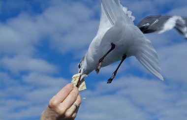 Showing a seagull being fed