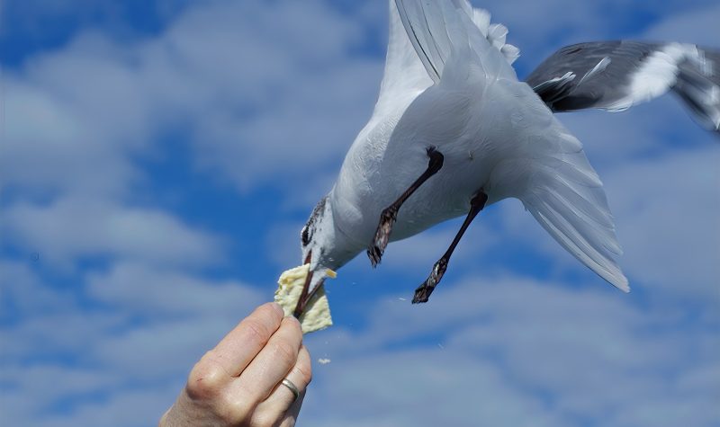 Showing a seagull being fed