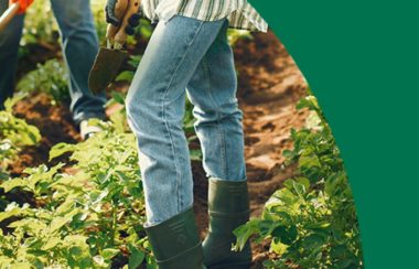 A person is seen from the waist down wearing jeans, gardening gloves, and rubber boots. They are standing in a field of tomato plants and holding a trowel.