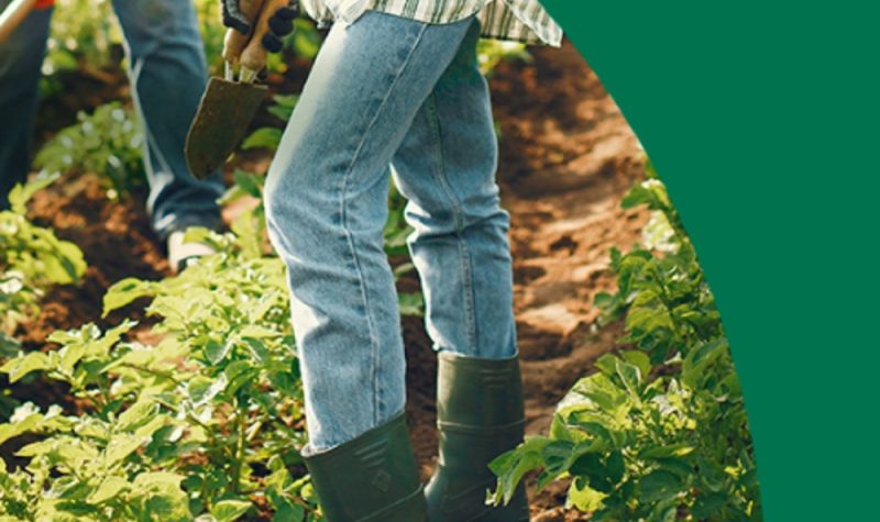 A person is seen from the waist down wearing jeans, gardening gloves, and rubber boots. They are standing in a field of tomato plants and holding a trowel.