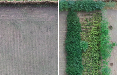 A side-by-side comparison of two aerial shots of the same forest garden over a year.
