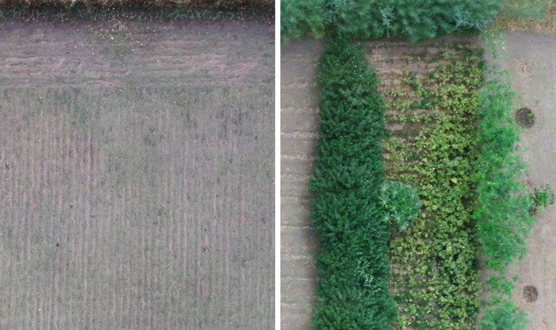 A side-by-side comparison of two aerial shots of the same forest garden over a year.
