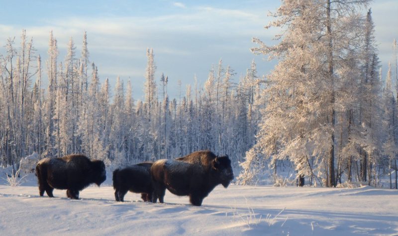 Un troupeau de bisons dans un paysage hivernal, à Fort Smith, aux Territoires du Nord-Ouest