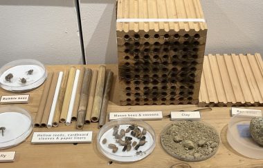 A display of a bee house, and bee specimens.
