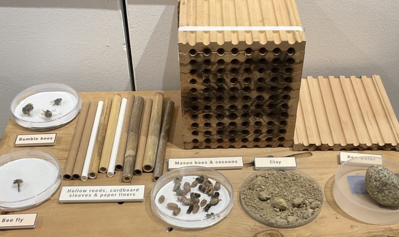 A display of a bee house, and bee specimens.