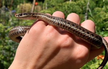 A small garter snake is held in a human hand.