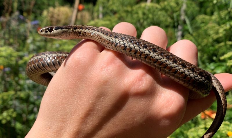 A small garter snake is held in a human hand.