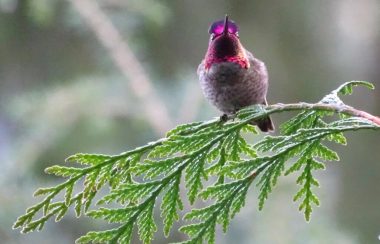 A small bird with bright pink feathers on its head and throat perches on a cedar branch