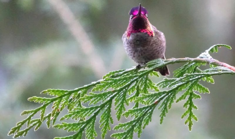 A small bird with bright pink feathers on its head and throat perches on a cedar branch