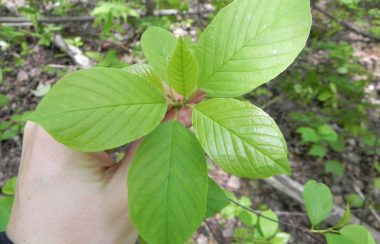 A hand holding a small sapling with 6 leaves, glossy green finish.