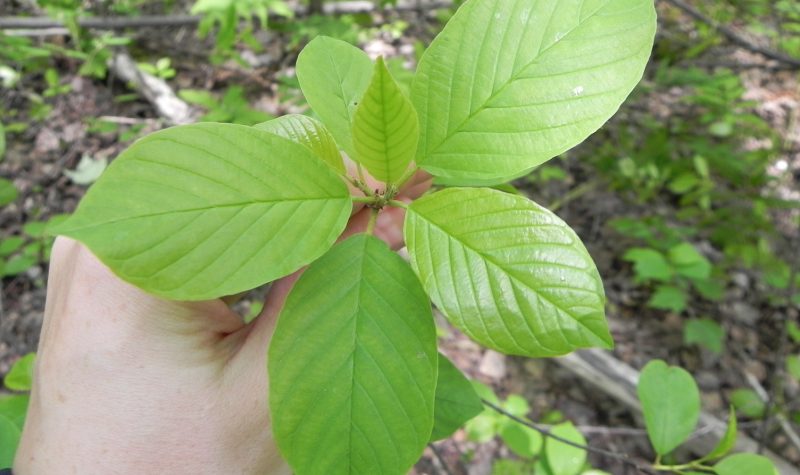 A hand holding a small sapling with 6 leaves, glossy green finish.