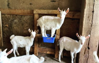 Four dairy goats in a barn