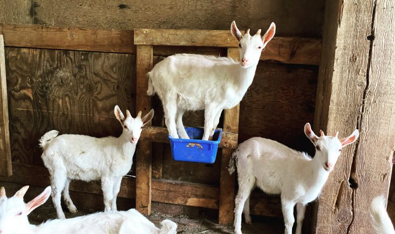 Four dairy goats in a barn