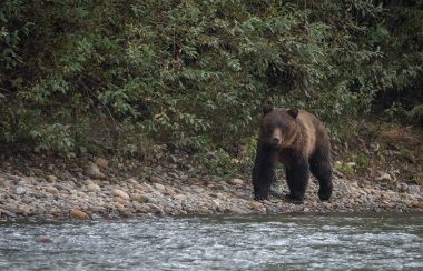 Grizzly bear beside a river