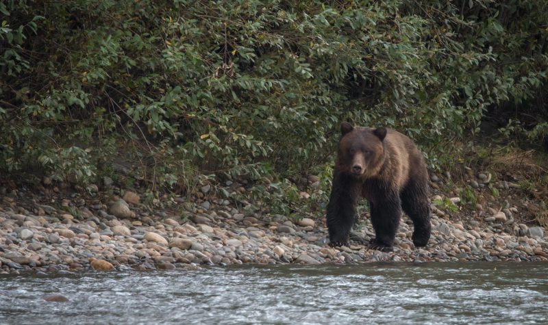 Grizzly bear beside a river