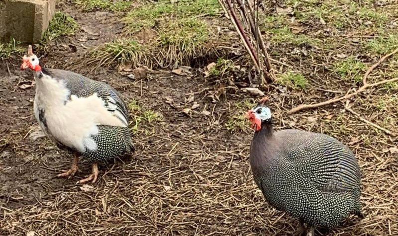 A pair of Guinea fowl roam around a yard