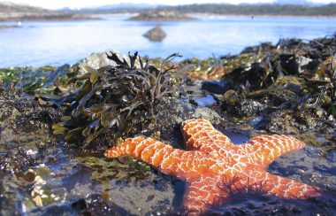 A bright orange starfish sprawls out in a shallow tidepool.